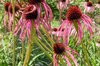 Échinacée - Echinacea simulata