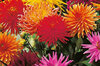 Dahlias - Mélange à Fleur de Cactus