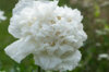 Pavots - Snowball Peony