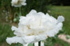 Pavots - Snowball Peony