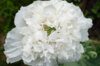 Pavots - Snowball Peony