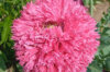 Pavots - Fine Petal Pink Peony