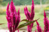 Celosia - Dark Pink Plume