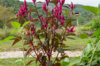 Celosia - Dark Pink Plume