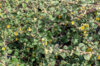 Sida - Sida cordifolia