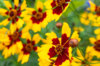 Coreopsis - Tiger Mix