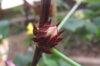 Hibiscus - Oseille de Guinée