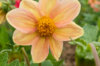 Dahlias - Unwin’s Mix