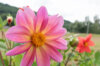 Dahlias - Unwin’s Mix