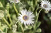 Marguerite africaine - Arctotis Blanc