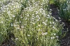 Marguerite africaine - Arctotis Blanc