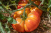 Plants de Tomates - Tomate Ananas 3 plants bio