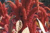 Amarantes à feuilles - Hopi Red Dye