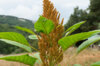 Amarantes à grains - Orange Giant