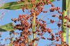 Sorghos - Apache Red Sugarcane