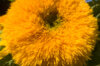 Tournesols à fleurs - Giant Sungold