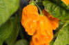 Piments/Poivrons - Numex Suave Orange