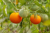 Tomates cerises - Ancient Queen