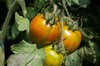 Tomates cerises - Zebra Creg