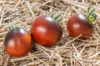 Tomates cerises - Blue Chocolate