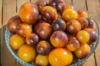 Tomates cerises - Blue Gold