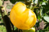 Tomates - Yellow Furry Boar