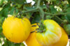 Tomates - Yellow Furry Boar