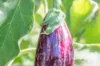 Aubergines - Homsi