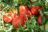 Tomates - Canestrino Di Lucca