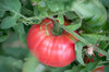Tomates - Costoluto Di Chivasso