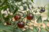 Tomates cerises - Dancing With The Smurfs
