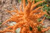 Amaranthes à Grains - Copperhead