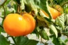 Tomates - Summer Cider Apricot