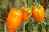 Tomates - Des Andes Orange