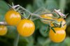 Tomates cerises - Champagne