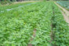 Haricots à écosser - Coco Jaune du Limousin