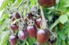 Tomates cerises - Brad’s Atomic Grape