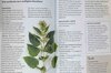 Plantes Médicinales - Se soigner par les plantes