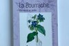 Compagnon Végétal - Vol. 14 - La Bourrache, une étoile au jardin