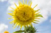 Tournesols à fleurs - Tournesol à Fleurs En mélange