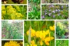 Mélanges de fleurs - Gazon de Fleurs Sauvages - la Vie Partout