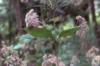 Eupatorium - Eupatoire Pourpre