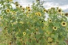 Tournesols à fleurs - Lemon Queen