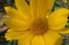 Helianthus - Helianthe Occidental