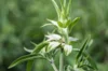 Monardes - Monarda punctata