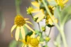 Rudbeckia - Rudbeckie Laciniée