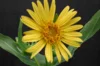 Silphium - Silphie Perfoliée