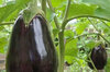 Aubergines - Imperial Black Beauty