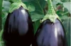 Aubergines - Imperial Black Beauty