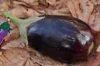 Aubergines - Imperial Black Beauty